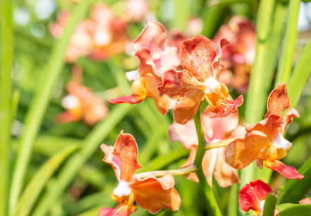 Fragrant orchids, orange Vanda, name: Udon Sunshine, blooming in farm, in soft blurred style, on green leaves blur background, in Thailand, macro.の写真素材