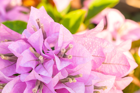 Bouquet violet flowers, purple bougainvillea with water droplets, among bright sunlight, in soft blurred style, on natural green blur background. Macro.の写真素材