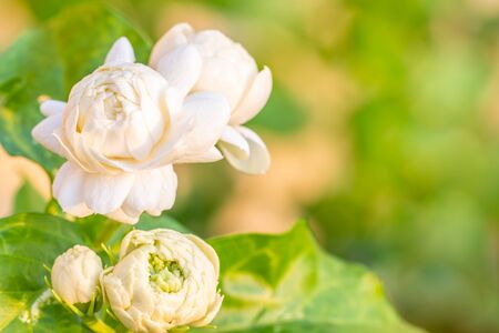 White flower, Jasmine (Jasminum sambac L.) in soft blurred style, with green leaves blur background,...