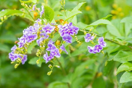Purple flower, Golden Dewdrop, Pigeon Berry, Sky Flower (Duranta erecta L.), blooming in the garden, on green leaves blurred background, macro.の写真素材