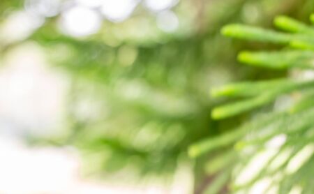 Blurred pine trees, out of focus, on bokeh bright sunlight, suitable for Christmas background.