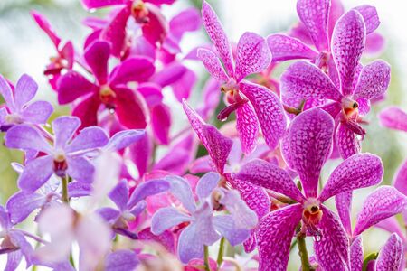 Pink orchids, Mokara, Vanda, with water droplets and bokeh bright sunlight, among green leaves, on other blossom blur background, in soft blurred style, select focus point.の写真素材