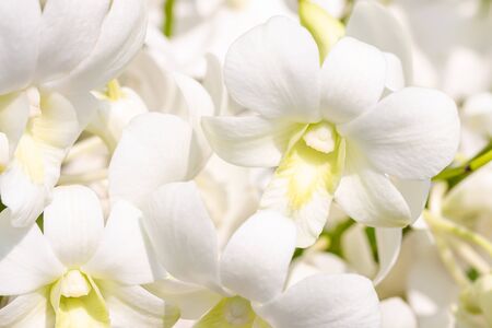 White orchids, Dendrobium, in soft blurred style, on bright sunlight, selective focus point.の写真素材