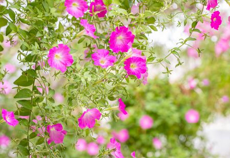 Blurred background of flower, pink petunia. in the garden, among green leaves and bright sunlight, selective focus point.の写真素材