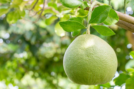 Tropical fruits, Pomelo (Citrus maxima), hanging from a branch on a tree, among bright sunlight, on...