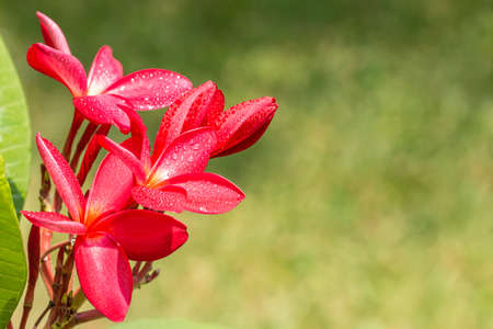 Red flower, frangipani (Plumeria rubra Linn.), with water droplets, among bright sunlight, on green leaves blurred background, copy space, macro.の写真素材