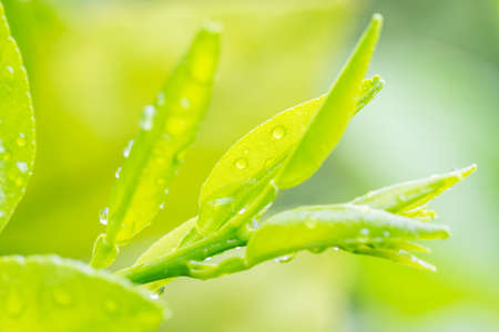 Abstract nature, citrus leaf, lemon leaves with water droplet, freshness, in soft blurred style and green blur background, selective focus point.の写真素材