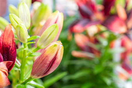 Red lily buds are in full bloom in the garden, among  
bright sunlight and green leaves blurred background, with space for text.の写真素材