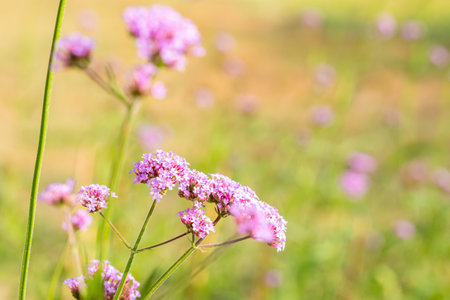 Violet flower background, field of purple verbena, plants in Verbenaceae family, small petals and green leaves, selective focus point, with space for text.の写真素材