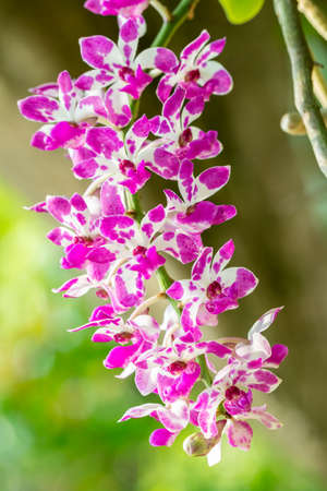 Rhynchostylis gigantea orchid, purple and white, in bloom in a garden, with green nature blurred background, selective focus point, vertical image.の写真素材
