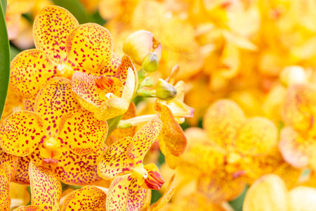 Yellow orchids, Ascocenda, Vanda hybrids blooming in a garden, in soft blurred style, on bright sunlight and blur background, macro.の写真素材