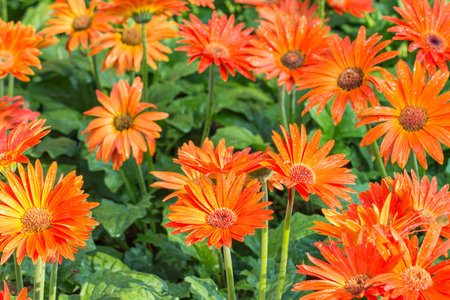 Orange gerbera flowers, in bloom on a plantation, with water droplets, among the blurred green leaves background.の写真素材