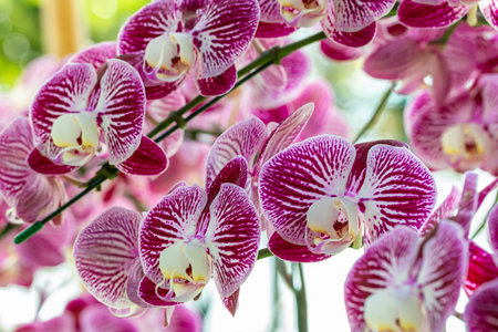Detail of pink orchids, Phalaenopsis, with other blossom blur background, in soft blurred style, focus on foreground.の写真素材