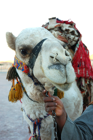 Arab man holding a camel the reins in Egyptの写真素材