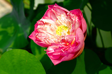 lotus flower in  thailandの写真素材