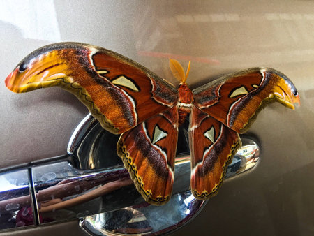 Beautiful natural butterfly colorful lifestyleの素材