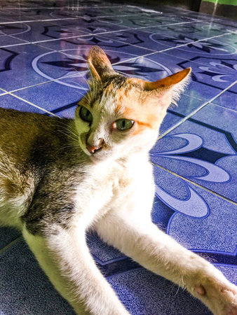 Sweet cat natural worldwide lifestyleの素材