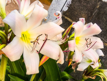 Frangipani sweet flower garden natural worldwide lifestyleの素材