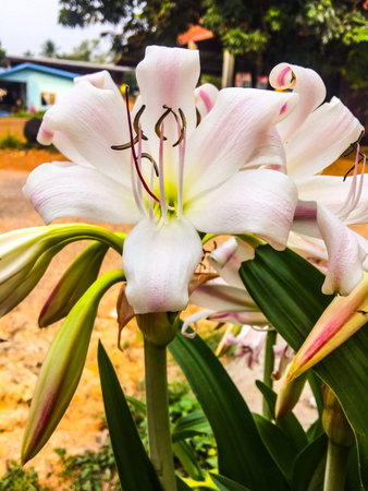 Frangipani sweet flower garden natural worldwide lifestyleの素材