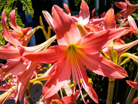 Natural frangipani sweet flower natural garden Thailandの素材
