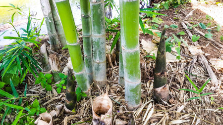 The beginning grace-up bamboo style Thailandの素材