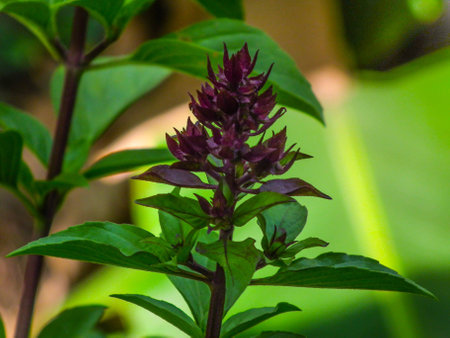 Natural flower basil leaf flower garden Thailandの素材