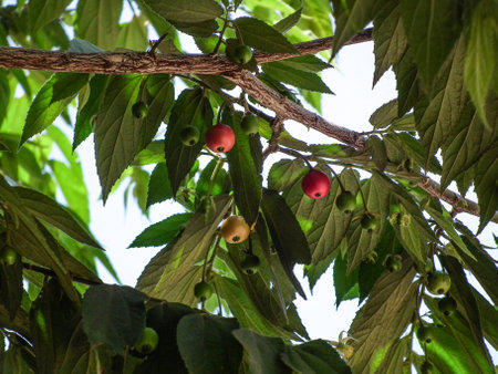 Natural lifestyle flowers flower garden Thailandの素材
