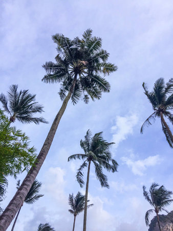 Natural young coconut palm tree Thailand