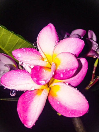 Beautiful sweet flower lily after rainの素材