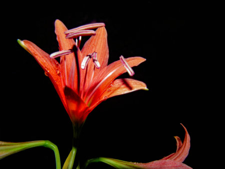 Beautiful orange angel flower lily lifestyleの素材