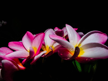 Beautiful frangipani sweet flower lily lifestyleの素材