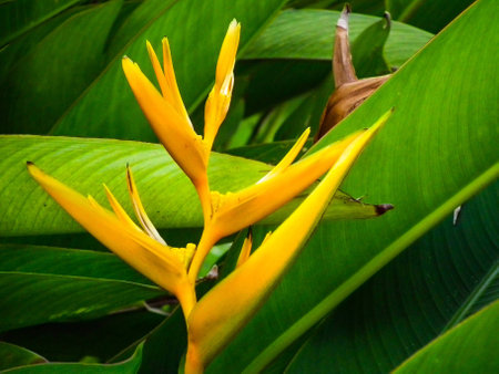 Beautiful single flower naturallyの素材