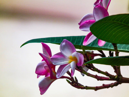 Beautiful frangipani sweet flower naturallyの素材