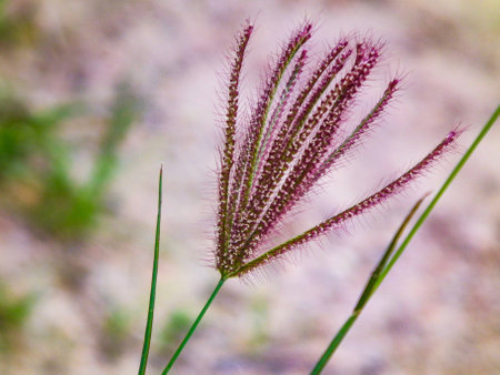 Natural floral lifestyle backgroundの素材