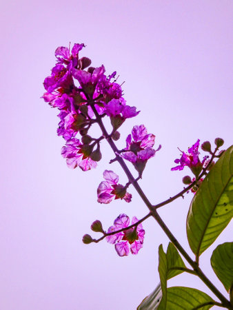 Beautiful pink flowerの素材