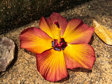 Natural floral lifestyle backgroundの素材