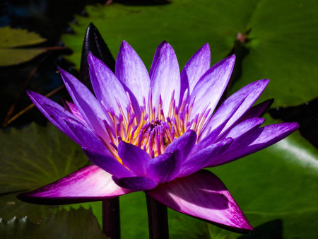Beautiful naturally detailed of lotus flower