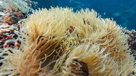 sea anemoneの写真素材