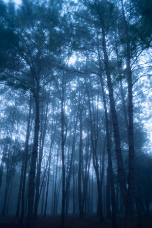 The misty pine tree forest at morningの写真素材