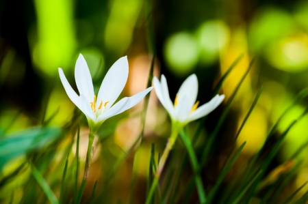 The closeup of white Rain Lily  Scientific name   Zephyranthes spp  の写真素材