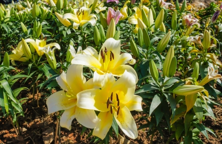 The close-up of lily flowers in a park の写真素材