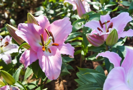 The close-up of lily flowers in a park の写真素材