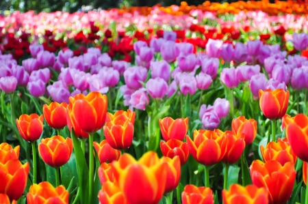 The colorful tulips field in a park の写真素材