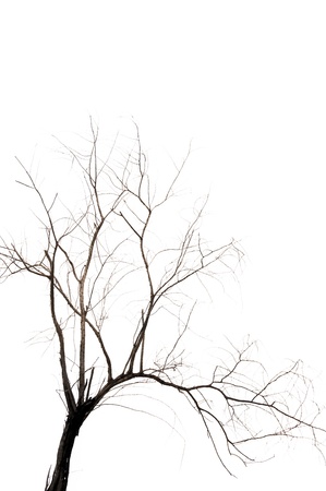 The branches of dead tree isolated on white backgroundの写真素材