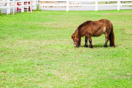 The miniature horse in a green grass fieldの写真素材