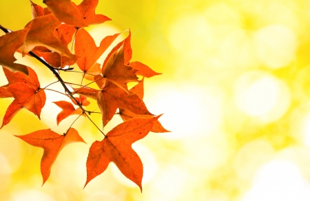 The autumn maple leave on yellow bokeh backgroundの写真素材