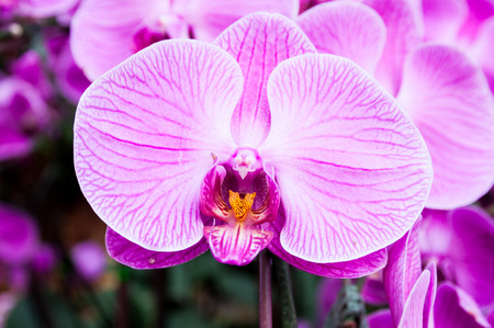 The closeup of beautiful blooming orchidの写真素材