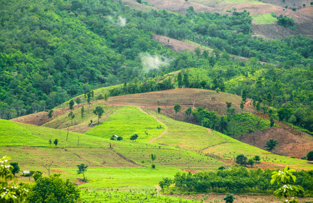 The beautiful green field landscape at hillside