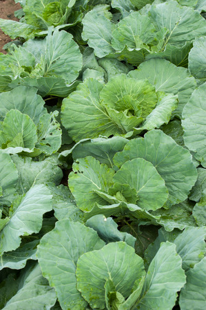 Landscape view of a freshly growing cabbage fieldの写真素材