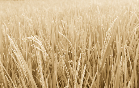 Paddy rice field , soft color backgroundの写真素材